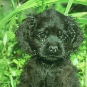 Meet your Posher, Chawne